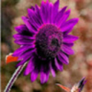 Meet your Posher, Ola